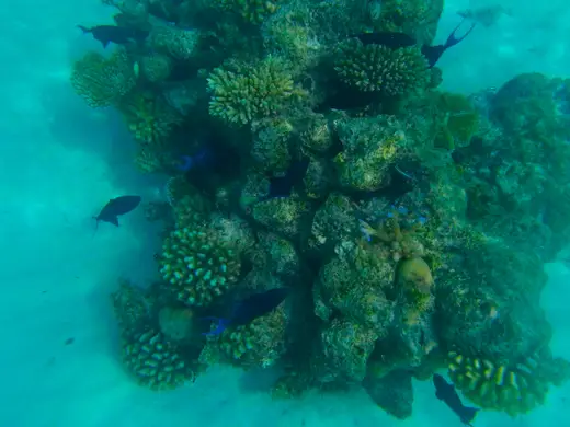 Coral Reef