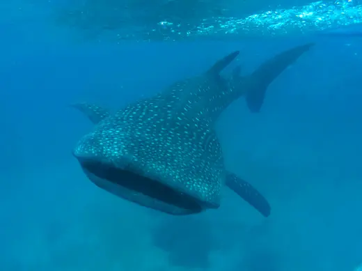 Whale Shark