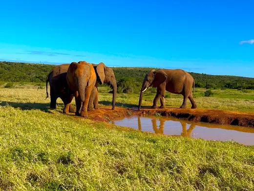 Addo